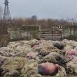 60 de oi sfâșiate la doi pași de Suceava