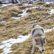 Fostul profesor Mugurel Buga și-a găsit sfârșitul în Alpi, prins de avalanșă, încercând să-și salveze câinii
