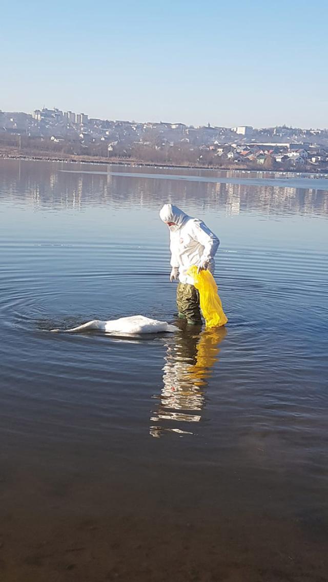 Aproape 60 de lebede moarte au fost adunate până acum de pe lacurile din Fălticeni