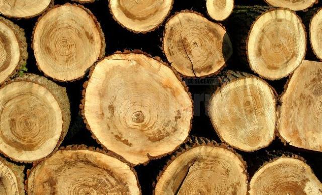 Reinventarea lemnului din autotrenul oprit la Brodina a dus la confiscarea unei cantități mai mici de material lemnos. Foto capital.ro