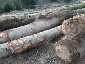 Reinventarea lemnului din autotrenul oprit la Brodina a dus la confiscarea unei cantități mai mici de material lemnos