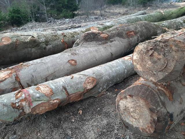 Reinventarea lemnului din autotrenul oprit la Brodina a dus la confiscarea unei cantități mai mici de material lemnos