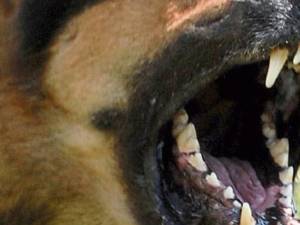 Bărbat atacat de doi câini fără stăpân în zona Areni