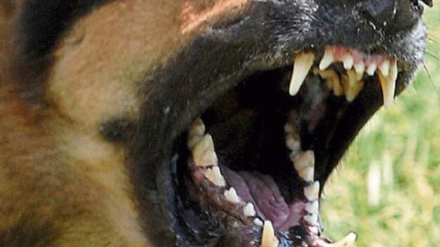 Bărbat atacat de doi câini fără stăpân în zona Areni