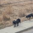 Câini abandonați la marginea Sucevei
