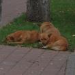 Câini vagabonzi pe străzile Sucevei