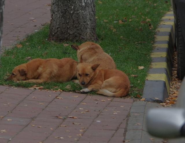 Câini vagabonzi pe străzile Sucevei