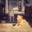 Aproape 580 câini sunt în adăpostul din lunca Sucevei