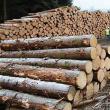 Ocoalele silvice Broșteni și Falcău au la dispoziție aproape 6. ...