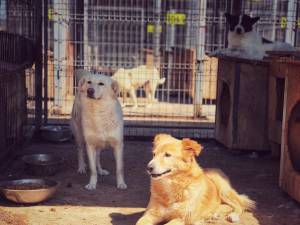 Adăpostul de câini de la Suceava