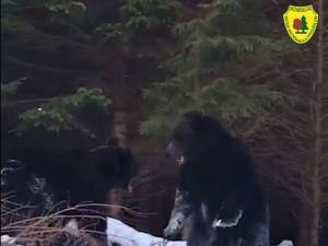 Spectaculoasă confruntare între urși într-o pădure din Suceava, la Broșteni