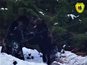 Spectaculoasă confruntare între urși într-o pădure din Suceava, la Broșteni