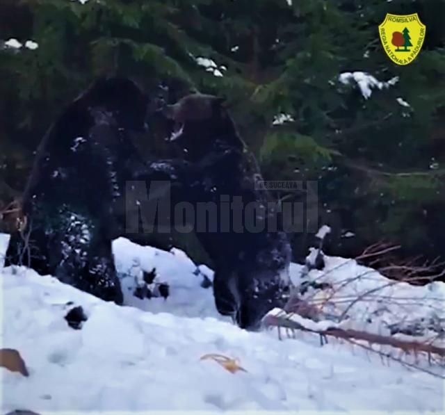 Spectaculoasă confruntare între urși într-o pădure din Suceava, la Broșteni