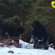 Spectaculoasă confruntare între urși într-o pădure din Suceava, la OS Broșteni