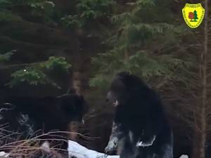 Spectaculoasă confruntare între urși într-o pădure din Suceava, la OS Broșteni