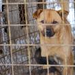 Un câine cu proprietar din Botoșani și altul cu proprietar din Sf. Ilie au fost capturați de pe străzile Sucevei