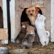 O nouă campanie de sterilizare pentru câini va începe în primăvară, la Suceava