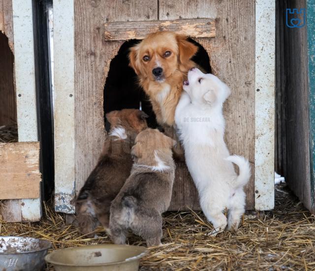 O nouă campanie de sterilizare pentru câini va începe în primăvară, la Suceava