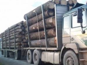 Două transporturi ilegale de lemne depistate de polițiși la Vicovu de Sus și Boroaia