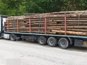 Angajatul Gărzii Forestiere Suceava reținut joi pentru afaceri ilegale cu lemne a fost plasat sub control judiciar