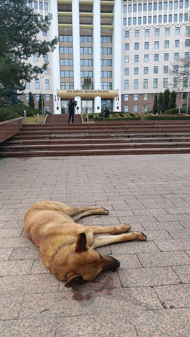 Un câine își făcea somnul de frumusețe în fața clădirii Parlamentului din Chișinău
