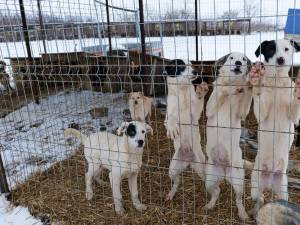 Primăria Suceava a „cules” de pe străzi, în nici două luni, peste 200 de câini fără stăpân
