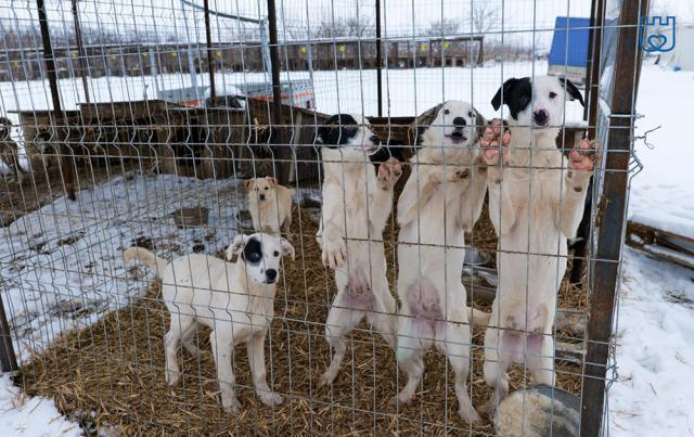 Primăria Suceava a „cules” de pe străzi, în nici două luni, peste 200 de câini fără stăpân
