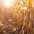 Fermier lăsat fără cultura de porumb de pe un teren agricol