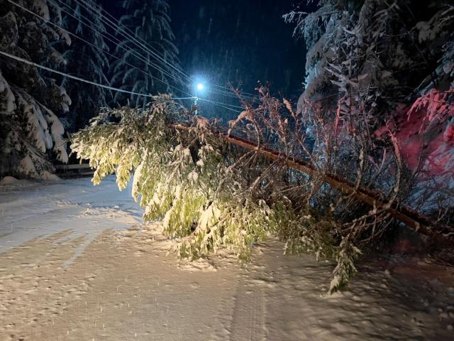 Arbori căzuți la Crucea