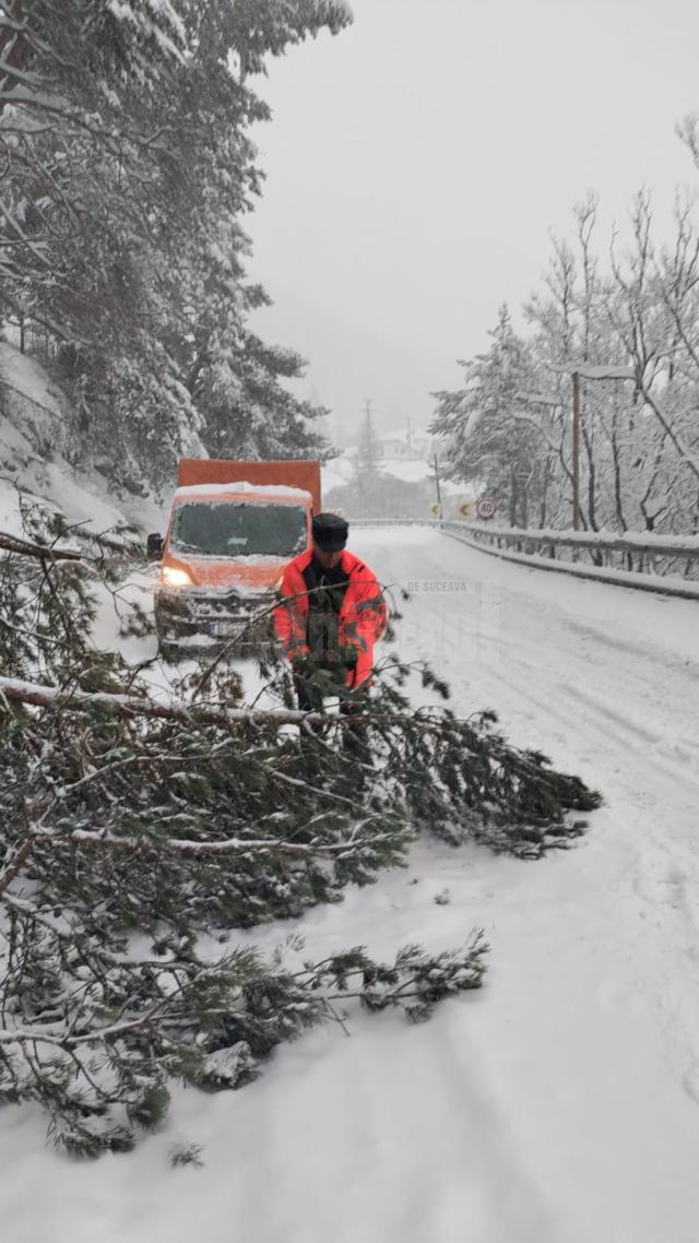 Arbori căzuți