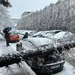 În apropiere de Piața Mică din Suceava, un arbore s-a prăbușit peste luneta unui autovehicul și a provocat avarii