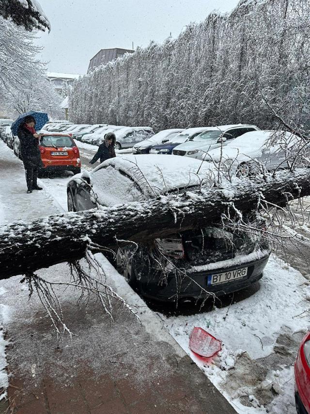 În apropiere de Piața Mică din Suceava, un arbore s-a prăbușit peste luneta unui autovehicul și a provocat avarii