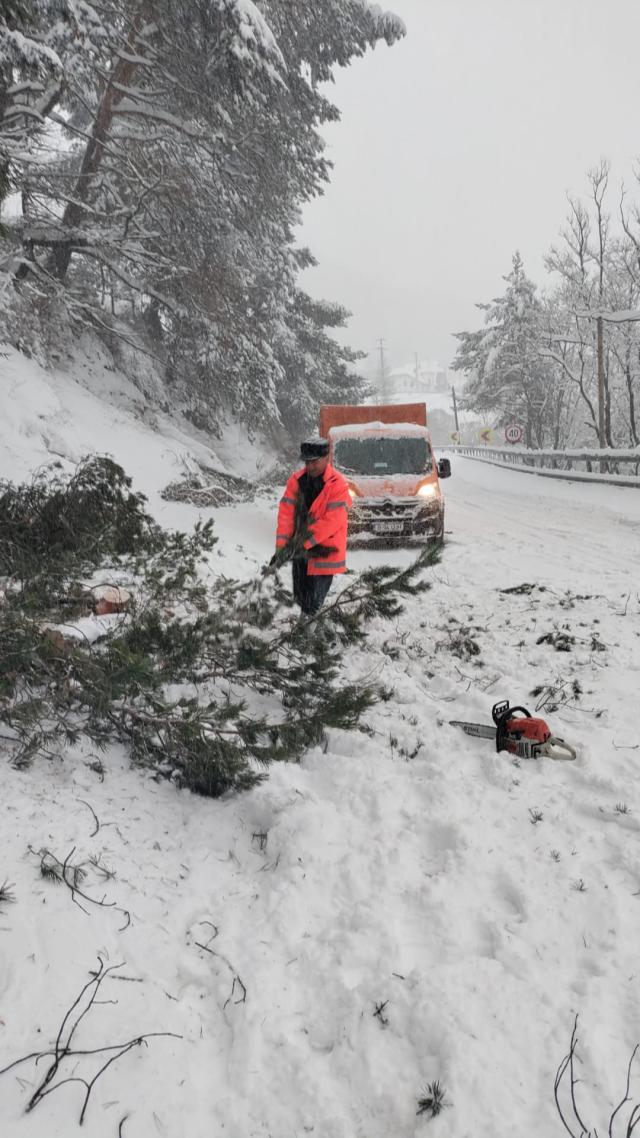 Zeci de arbori au fost puși la pământ de vânt și zăpada grea