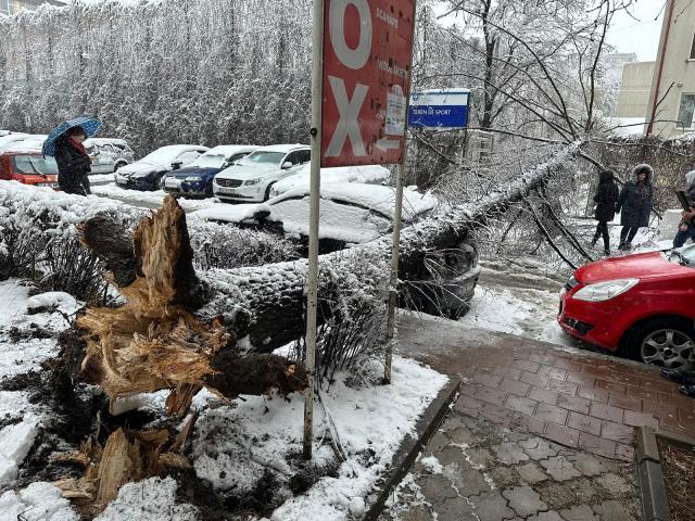Zeci de arbori au fost puși la pământ de vânt și zăpada grea