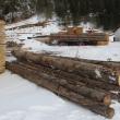 Descindere în afaceri ilegale cu mult lemn