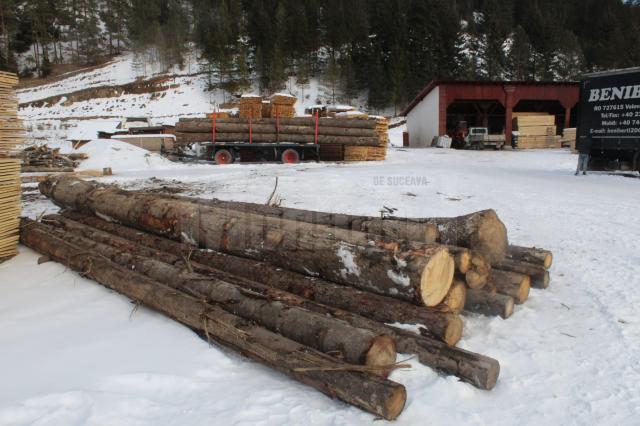 Descindere în afaceri ilegale cu mult lemn