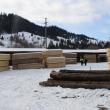 Descindere în afaceri ilegale cu mult lemn. Au fost confiscate un autotren și peste 200 mc material lemnos