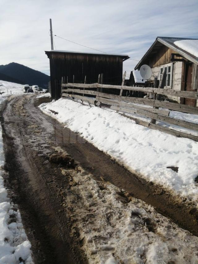 Cainele a fost găsit în mijlocul unui drum