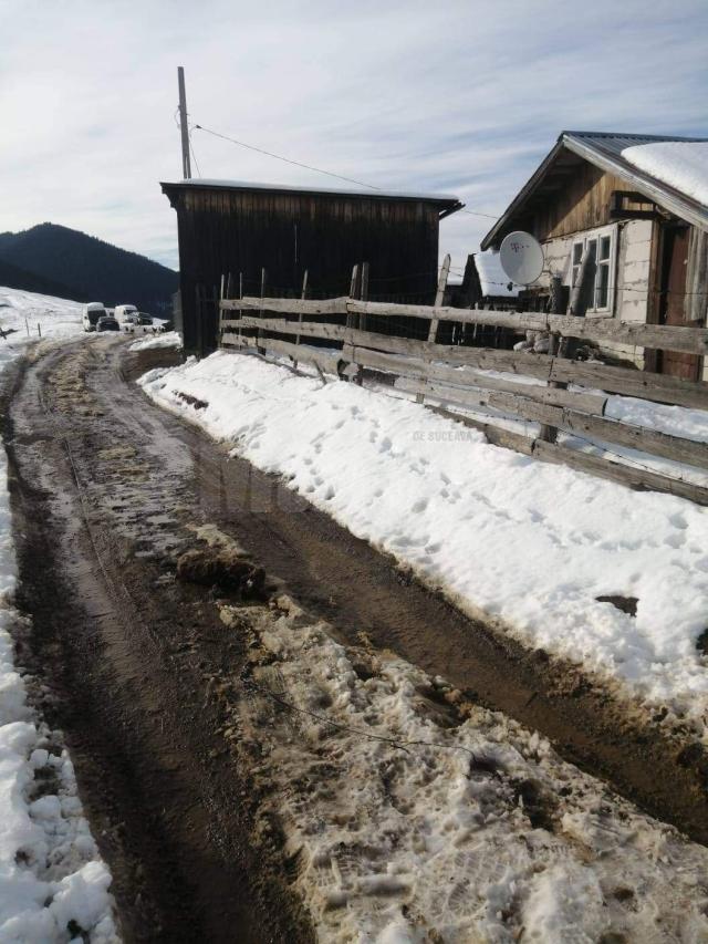 Câinele a fost găsit în mijlocul unui drum