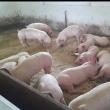Interes deosebit în jurul Sucevei pentru dezvoltarea de ferme de porci
