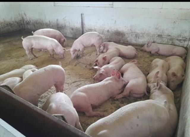 Interes deosebit în jurul Sucevei pentru dezvoltarea de ferme de porci