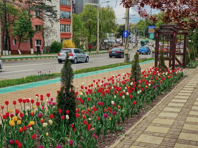 Peste 400.000 de flori și 150 de arbori se vor planta în municipiul Suceava, în această primăvară