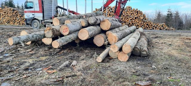 Autoutilitară de 30.000 de euro confiscată după interceptarea unui transport ilegal de materiale lemnoase de Garda Forestieră și Jandarmerie