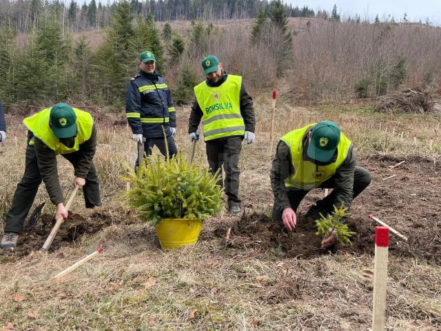 Campania de împăduriri de primăvară, cea mai importantă activitate de regenerare a pădurilor, a demarat la Suceava chiar de Ziua Internaţională a Pădurilor