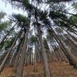 „Pădurea este parte concretă a vieții noastre. Are nevoie de noi în aceeași măsură în care noi avem nevoie de pădure”, spun reprezentanții Asociației Forestierilor din România