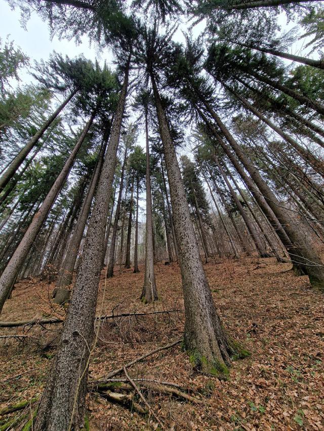 „Pădurea este parte concretă a vieții noastre. Are nevoie de noi în aceeași măsură în care noi avem nevoie de pădure”, spun reprezentanții Asociației Forestierilor din România