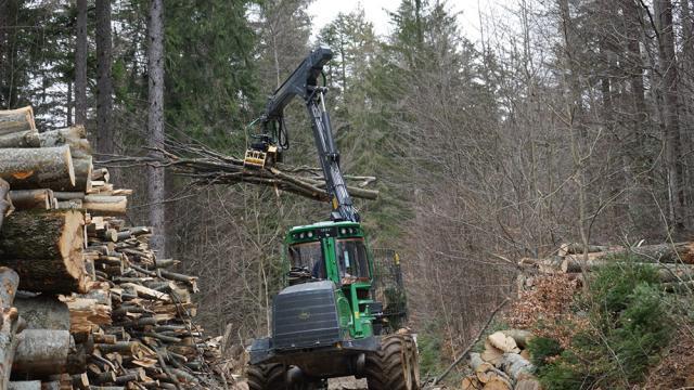 ASFOR: „Pădurea și lemnul sunt resurse strategice și trebuie să fie în centrul politicilor publice!”