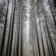 ASFOR: „Pădurea și lemnul sunt resurse strategice și trebuie să fie în centrul politicilor publice!”