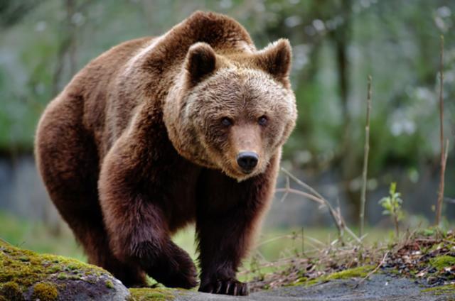 Un urs i-a speriat timp de câteva zile pe locuitorii unui sat din Poiana Stampei