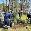 Primarul Ion Lungu a dat startul campaniei de primăvară de plantări de arbori, cu platani și brazi argintii
